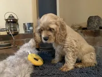 Toby (buff boy, Lady & Tater's babies), a male Cocker Spaniel and English Cocker Spaniel for sale in Ben Lomond, CA – 2 of 6