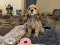 Nugget (red, Lady & Tater’s babies), a female Cocker Spaniel and English Cocker Spaniel for sale in Ben Lomond, CA – 3 of 6