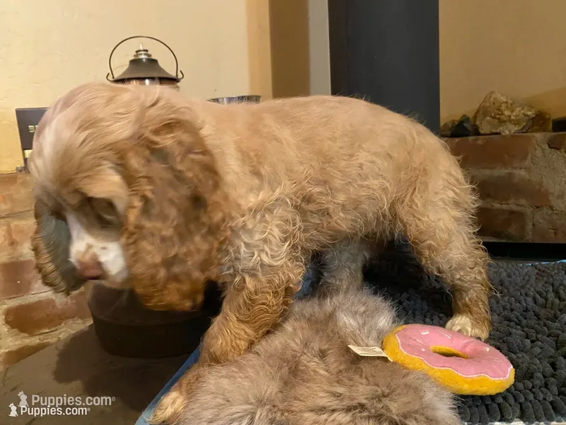 Blondie (buff, Lady & Tater's babies) – Cocker Spaniel, English Cocker Spaniel puppy for sale in Ben Lomond, CA
