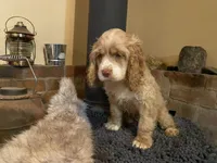 Blondie (buff, Lady & Tater's babies), a female Cocker Spaniel and English Cocker Spaniel for sale in Ben Lomond, CA – 5 of 7