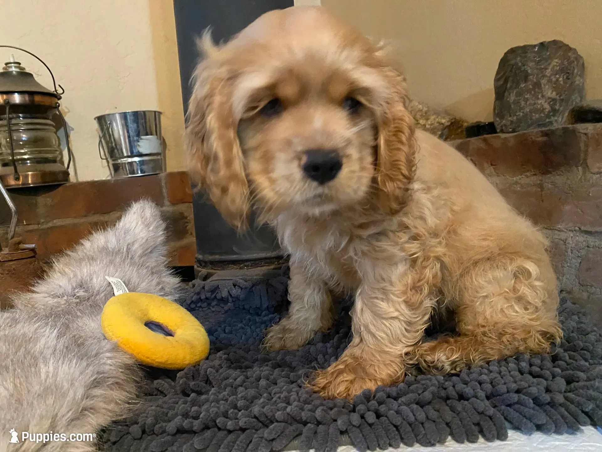 Toby (buff boy, Lady & Tater's babies), a male Cocker Spaniel and English Cocker Spaniel for sale in Ben Lomond, CA – 1 of 6
