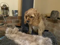 Jack (red boy, Lady & Tater's babies), a male Cocker Spaniel and English Cocker Spaniel for sale in Ben Lomond, CA – 5 of 5