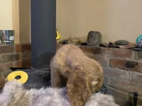 Benny (red boy, Lady & Tater's babies), a male Cocker Spaniel and English Cocker Spaniel for sale in Ben Lomond, CA – 3 of 6