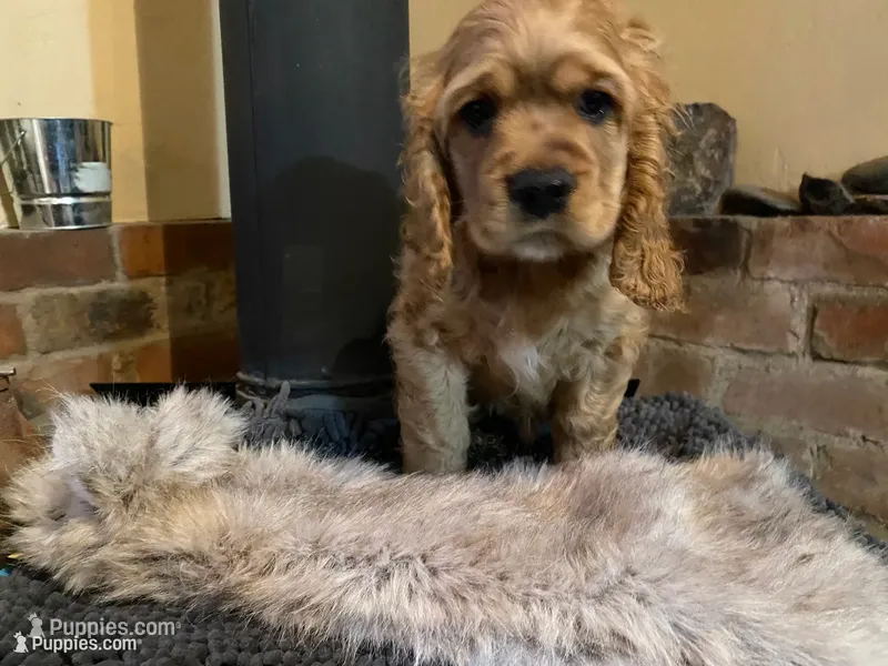 Jack (red boy, Lady & Tater's babies) – Cocker Spaniel, English Cocker Spaniel puppy for sale in Ben Lomond, CA
