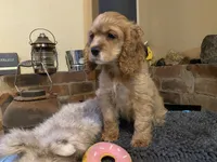 Nugget (red, Lady & Tater’s babies), a female Cocker Spaniel and English Cocker Spaniel for sale in Ben Lomond, CA – 5 of 6