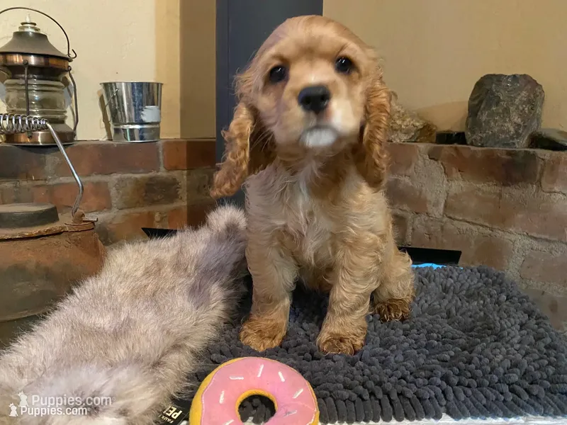 Nugget (red, Lady & Tater’s babies) – Cocker Spaniel, English Cocker Spaniel puppy on hold in Ben Lomond, CA
