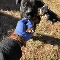 Black, a male American Bulldog and American Bully for sale in Atlanta, GA – Photo 1 of 7