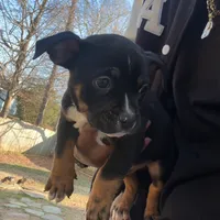 Black, a male American Bulldog and American Bully for sale in Atlanta, GA – Photo 5 of 7
