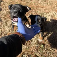 Black, a male American Bulldog and American Bully for sale in Atlanta, GA – Photo 2 of 7