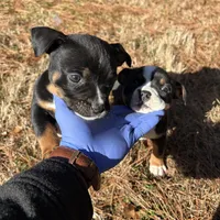 Black, a male American Bulldog and American Bully for sale in Atlanta, GA – Photo 3 of 7