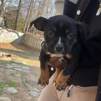 Black, a male American Bulldog and American Bully for sale in Atlanta, GA – Photo 4 of 7