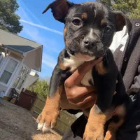 Black, a male American Bulldog and American Bully for sale in Atlanta, GA – Photo 6 of 7