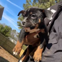 Black, a male American Bulldog and American Bully for sale in Atlanta, GA – Photo 7 of 7