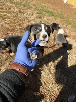 processed/e446795a-8cbb-4594-8282-83bc6ae61d9b/listing/96d1c19c-0e4d-40b6-a712-3e75e8a22b79/cab52228-eae3-4378-aa8f-347c1cc506a7