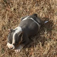 Mrs Pretty, a female American Bully for sale in Atlanta, GA – Photo 7 of 8