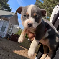 Mrs Pretty, a female American Bully for sale in Atlanta, GA – Photo 6 of 8