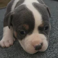 Mrs Pretty, a female American Bully for sale in Atlanta, GA – Photo 2 of 8