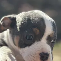 Mrs Pretty, a female American Bully for sale in Atlanta, GA – Photo 4 of 8