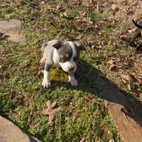 Mrs Pretty, a female American Bully for sale in Atlanta, GA – Photo 8 of 8