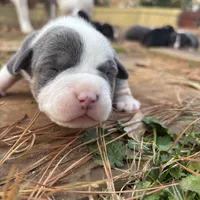 Mrs Pretty, a female American Bully for sale in Atlanta, GA – Photo 1 of 8