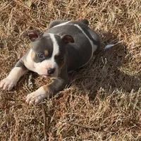 Mrs Pretty, a female American Bully for sale in Atlanta, GA – Photo 5 of 8