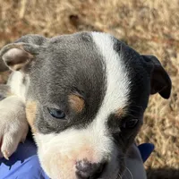 Mrs Pretty, a female American Bully for sale in Atlanta, GA – Photo 3 of 8