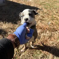Karmen, a female American Bully for sale in Atlanta, GA – Photo 1 of 6