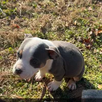 Karmen, a female American Bully for sale in Atlanta, GA – Photo 6 of 6