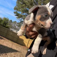 Karmen, a female American Bully for sale in Atlanta, GA – Photo 5 of 6