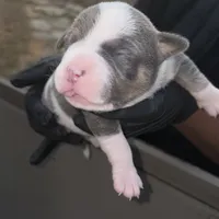 Karmen, a female American Bully for sale in Atlanta, GA – Photo 3 of 6