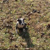 Karmen, a female American Bully for sale in Atlanta, GA – Photo 4 of 6