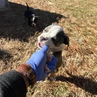 Karmen, a female American Bully for sale in Atlanta, GA – Photo 2 of 6