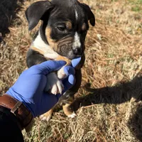 Zoey, a female American Bully for sale in Atlanta, GA – Photo 4 of 7