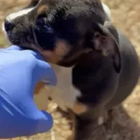 Zoey, a female American Bully for sale in Atlanta, GA – Photo 3 of 7