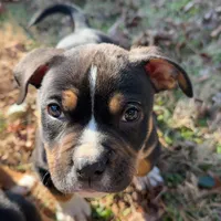 Zoey, a female American Bully for sale in Atlanta, GA – Photo 6 of 7