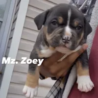 Zoey, a female American Bully for sale in Atlanta, GA – Photo 1 of 7