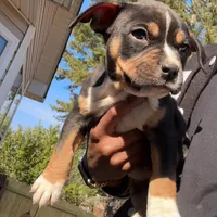 Zoey, a female American Bully for sale in Atlanta, GA – Photo 5 of 7