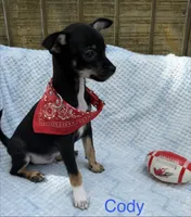 Cody, a male Chihuahua for sale in Leicester, NC – 9 of 10
