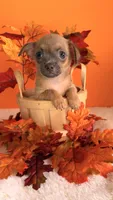 Biscuit, a male Chihuahua for sale in Leicester, NC – 1 of 10