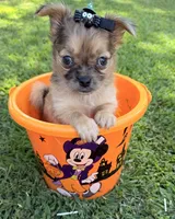 Girl, a female Chihuahua for sale in Leicester, NC – 4 of 10