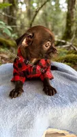 Shadow , a male Chihuahua for sale in Leicester, NC – 4 of 10