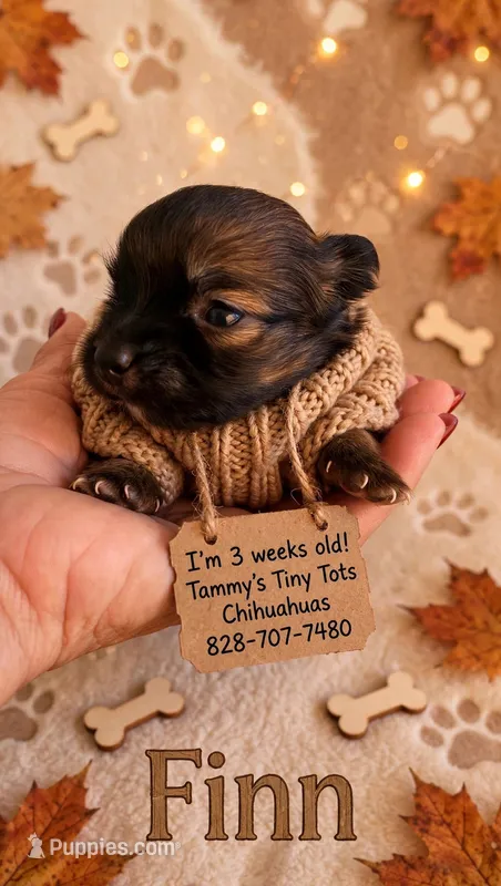 Finn – Chihuahua puppy for sale in Leicester, NC