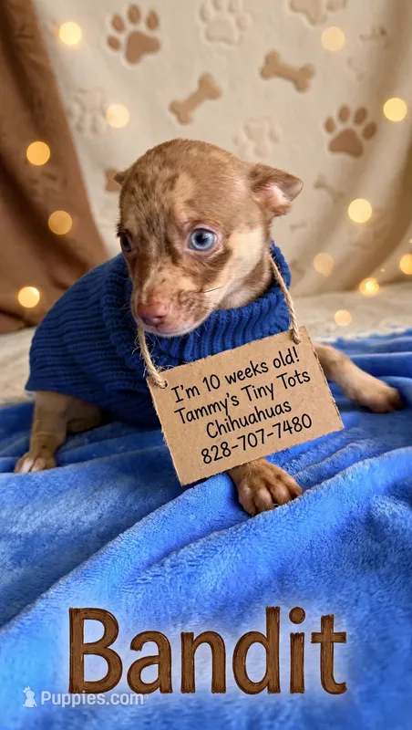 Bandit – Chihuahua puppy for sale in Leicester, NC