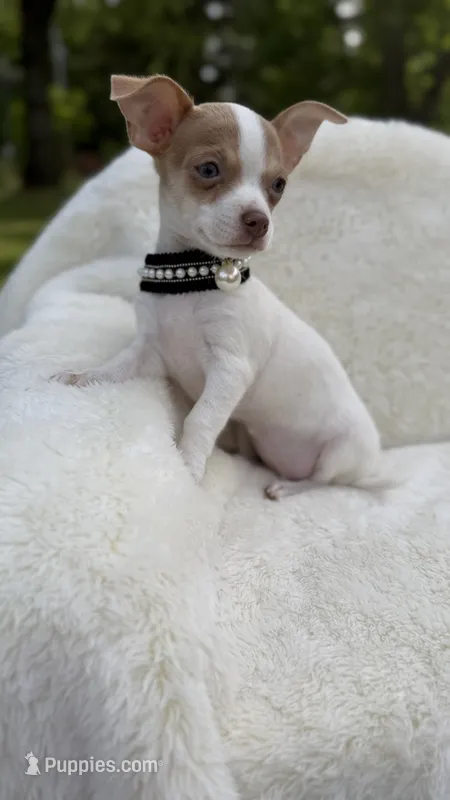 Jenny  – Chihuahua puppy for sale in Leicester, NC