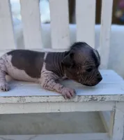 speckles, a male Chinese Crested for sale in Leicester, NC – Photo 2 of 9