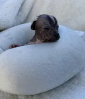 speckles, a male Chinese Crested for sale in Leicester, NC – Photo 6 of 9