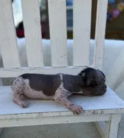 speckles, a male Chinese Crested for sale in Leicester, NC – Photo 5 of 9
