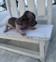 speckles, a male Chinese Crested for sale in Leicester, NC – Photo 8 of 9
