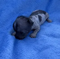speckles, a male Chinese Crested for sale in Leicester, NC – Photo 1 of 9