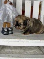 Dakota , a male Chihuahua for sale in Leicester, NC – 8 of 10